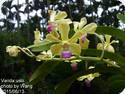 Vanda ustii
